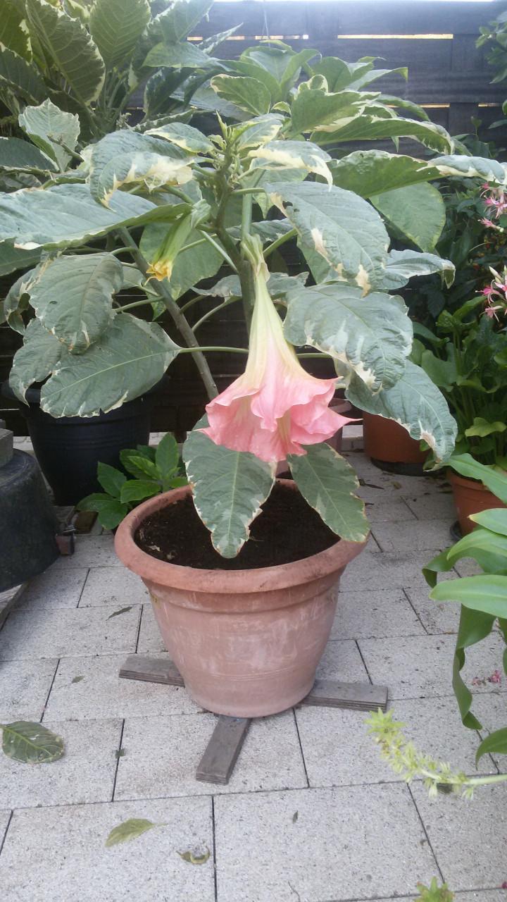 Brugmansia stekken