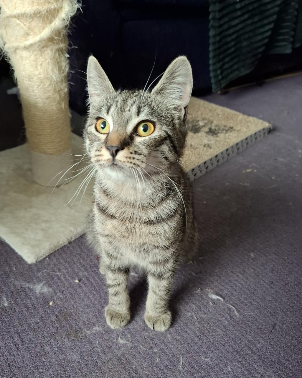 Jonge poes zoekt nieuw huisje