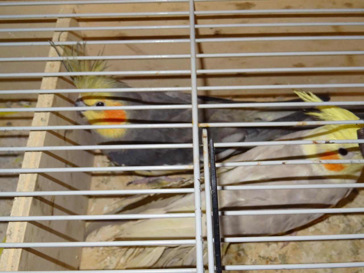 Te koop koppel mooie broedrijpe valkparkieten zie foto s