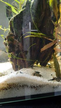 Aqarium en toebehoren , garnalen en guppies