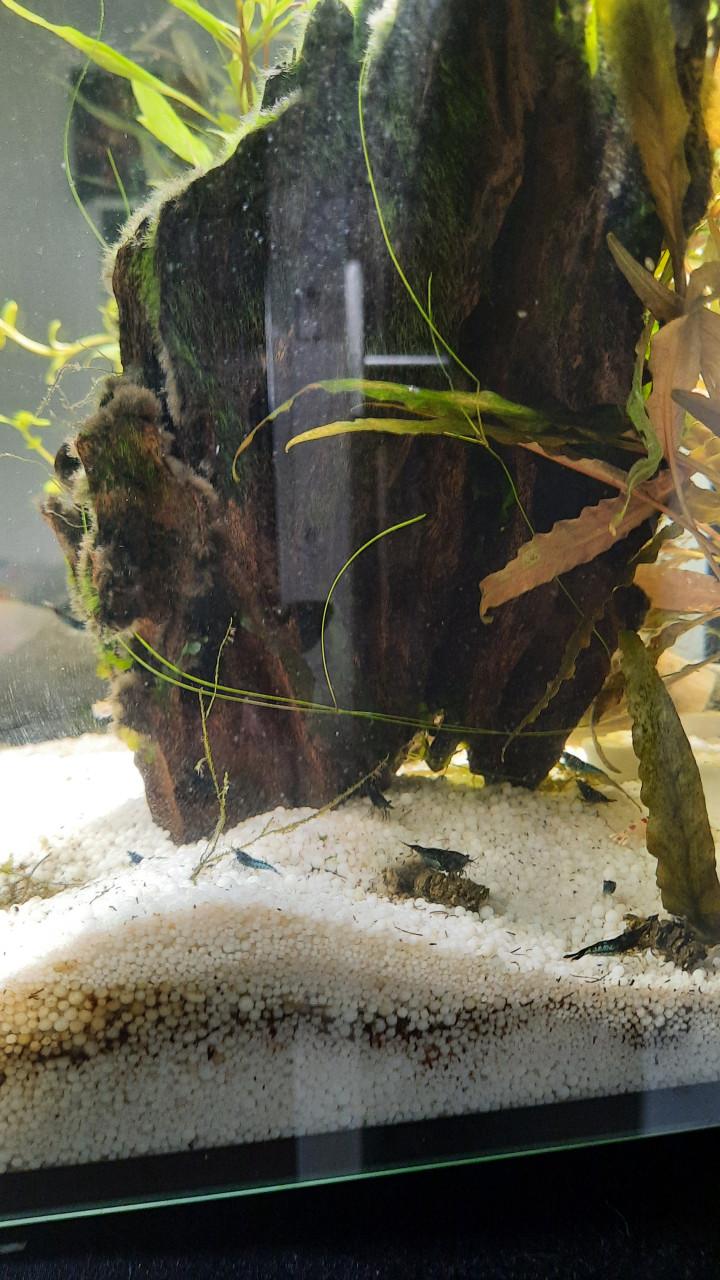 Aqarium en toebehoren , garnalen en guppies