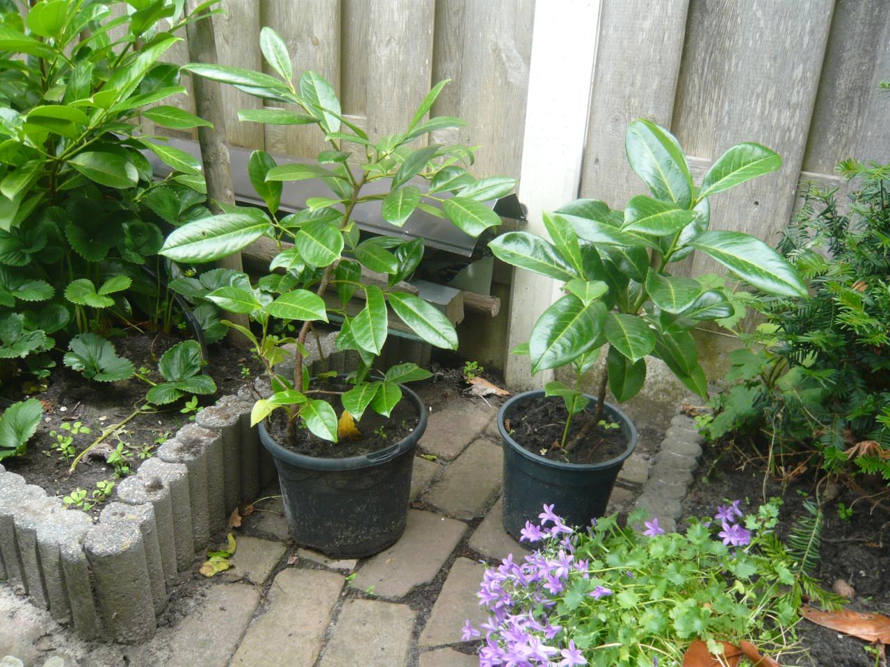 Laurier planten