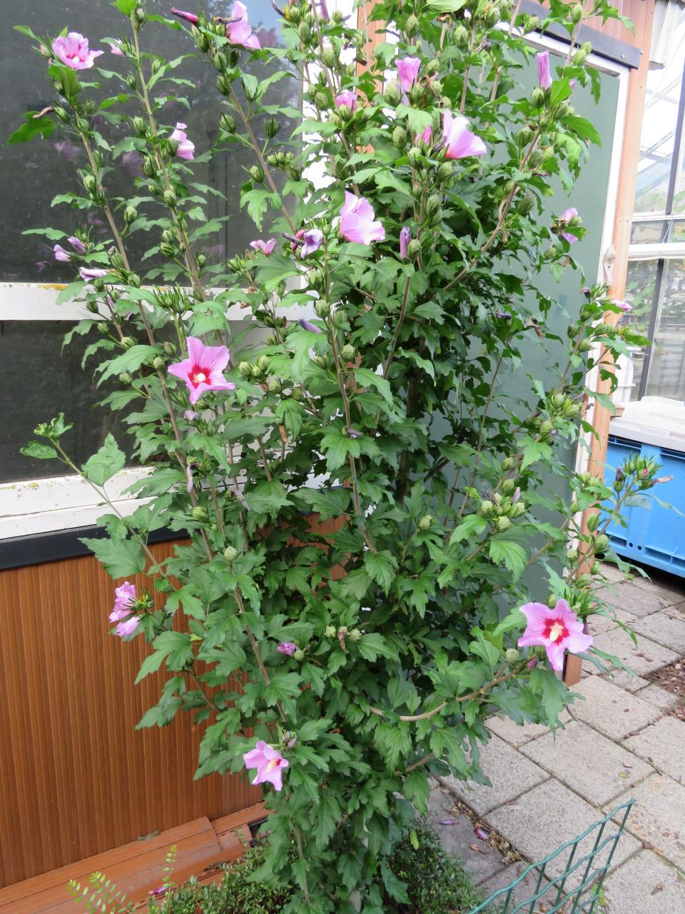 Hibiscus op stam