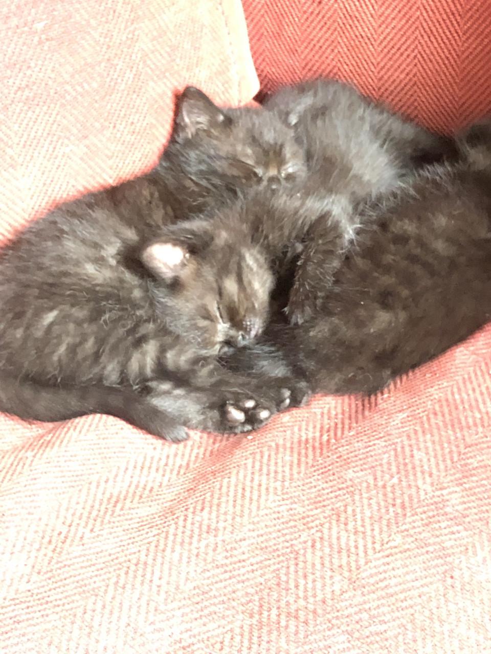 Lieve kittens