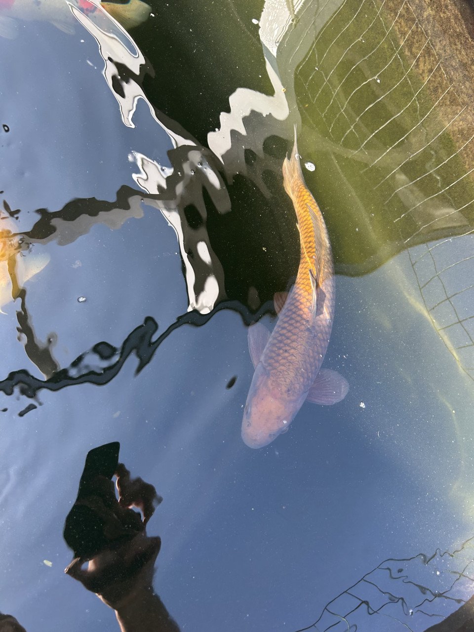 Drie leuke koi