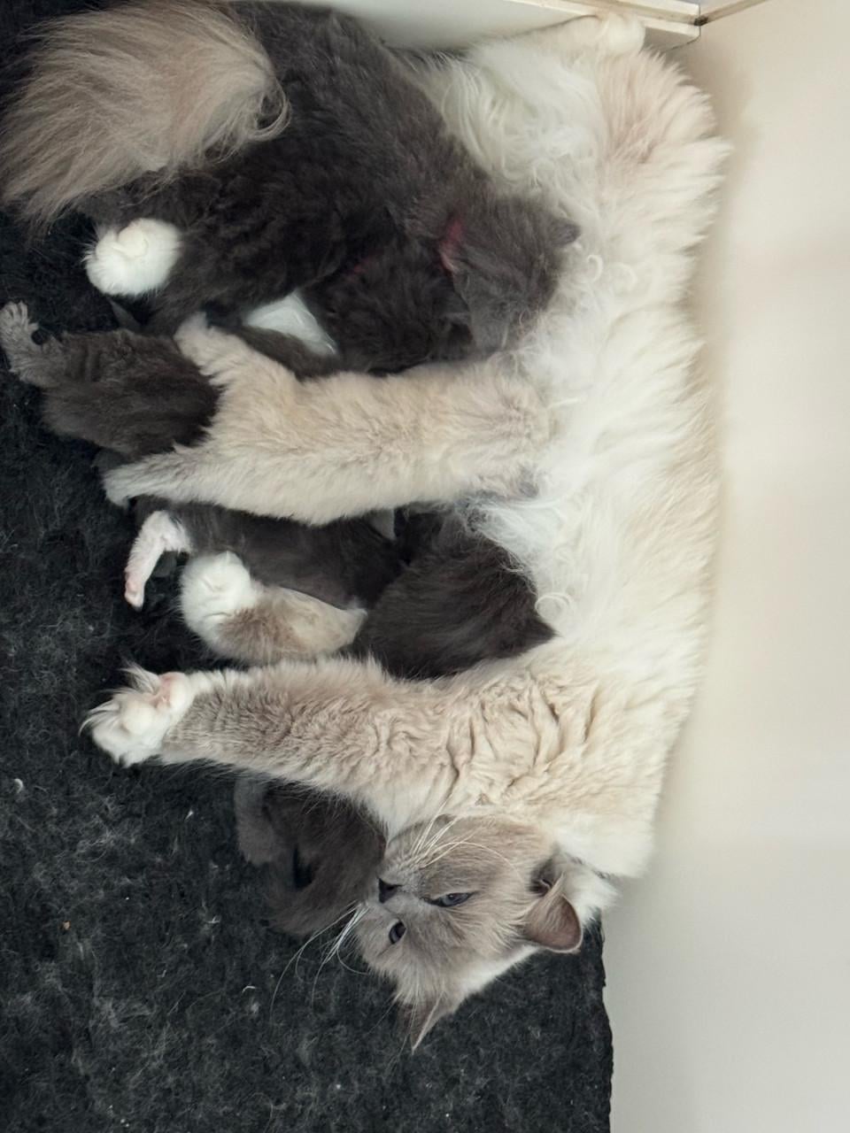Ragdoll x nebelung kittens