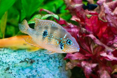 Thorichthys ellioti , goede thuis voldoende ruimte