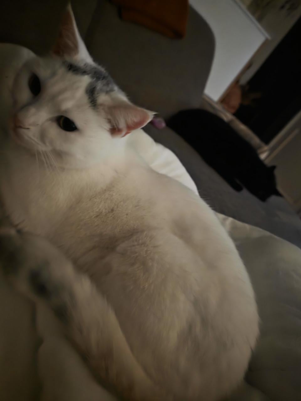 Katten