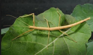 Indische wandelende takken eitjes + nimfen