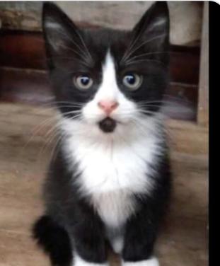 Kitten kittens poes poesjes