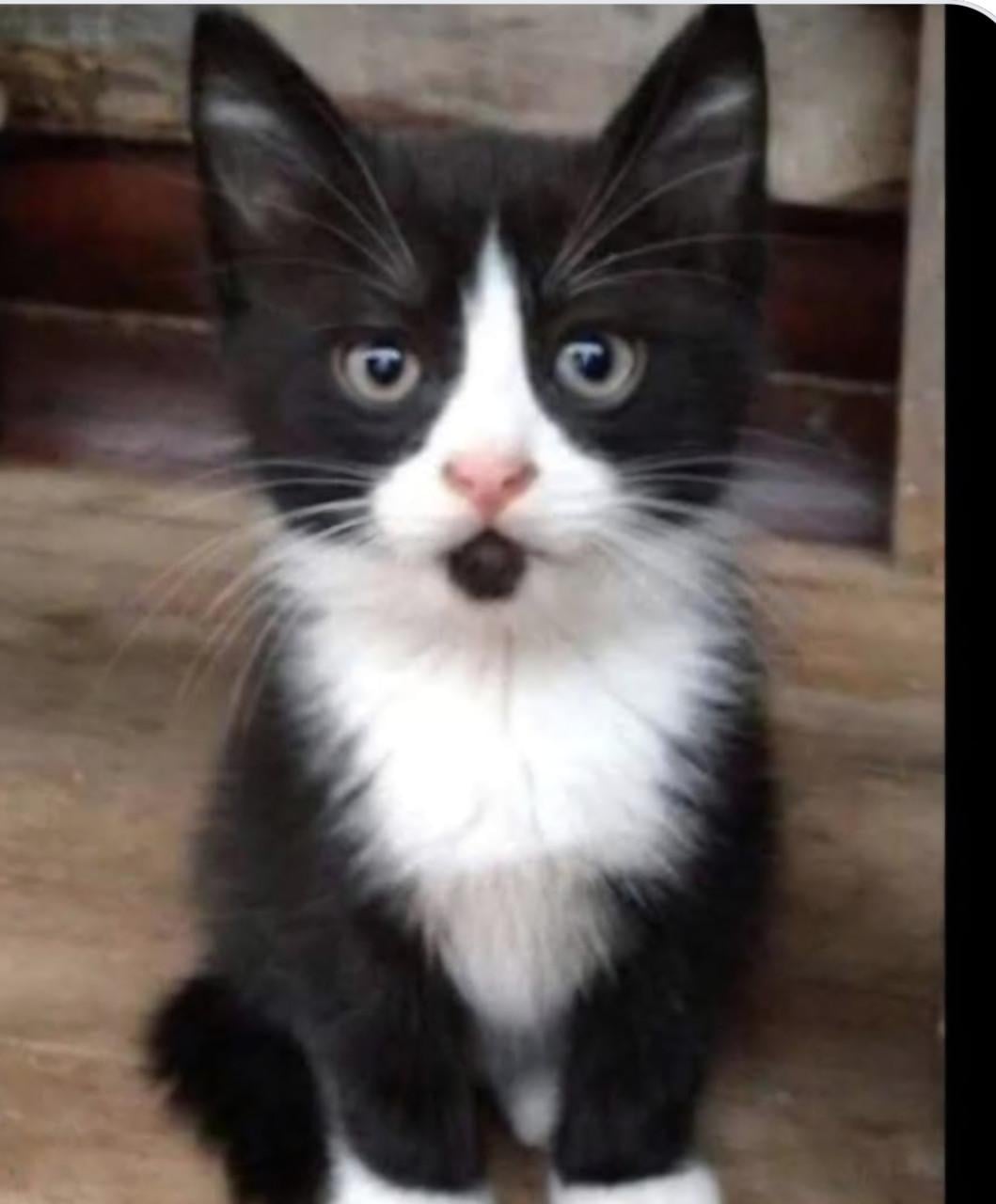 Kitten kittens poes poesjes