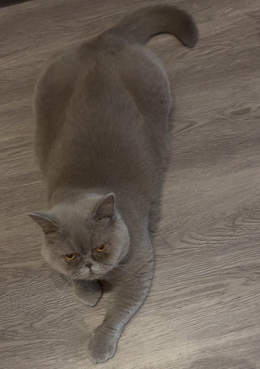 Britse korthaar Poes (2 jaar) met stamboom