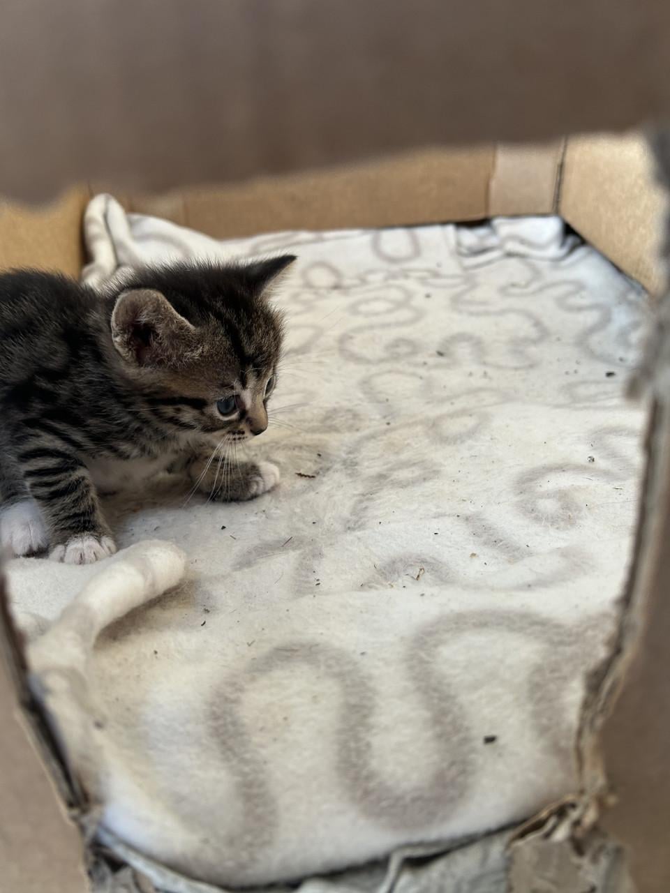 2 prachtige tijgertjes 🐈🐾
