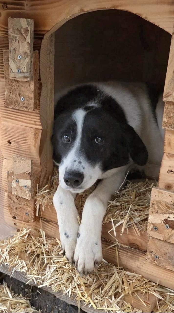 Hond zoekt baasje