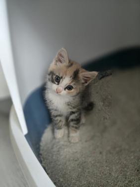 Kitten Vrouwtje
