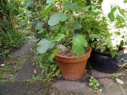 Twee vijgenplanten