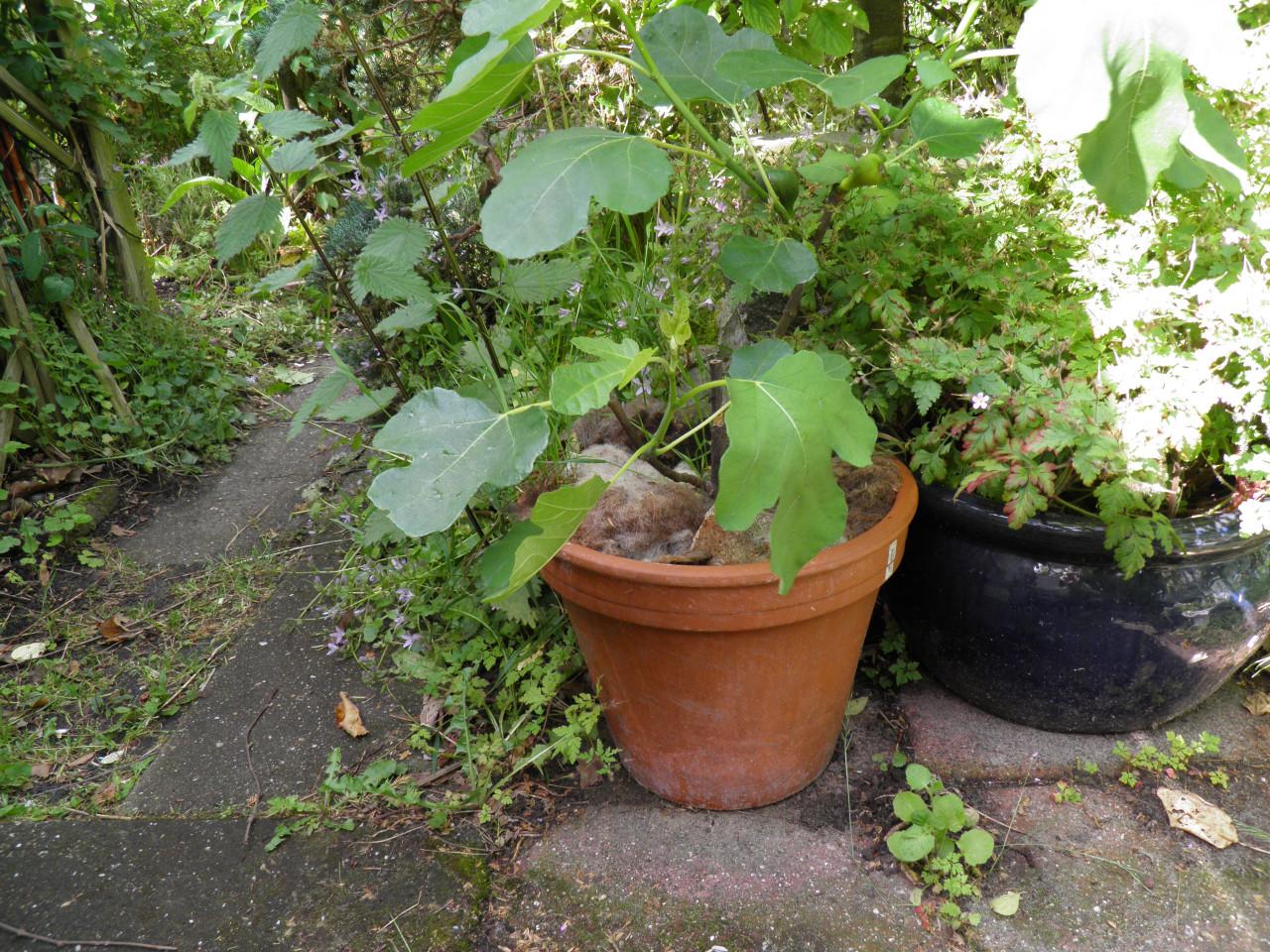 Twee vijgenplanten