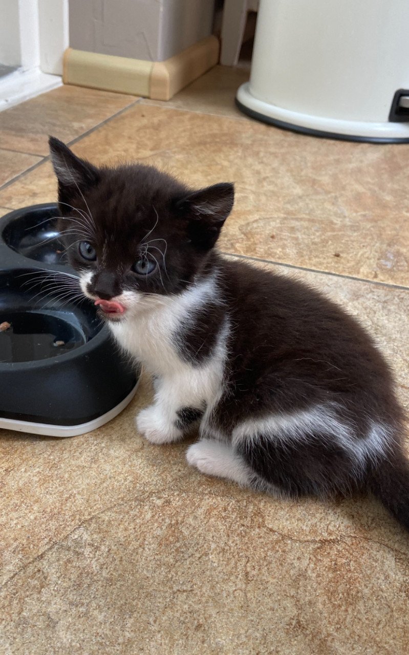 Snoezige kitten