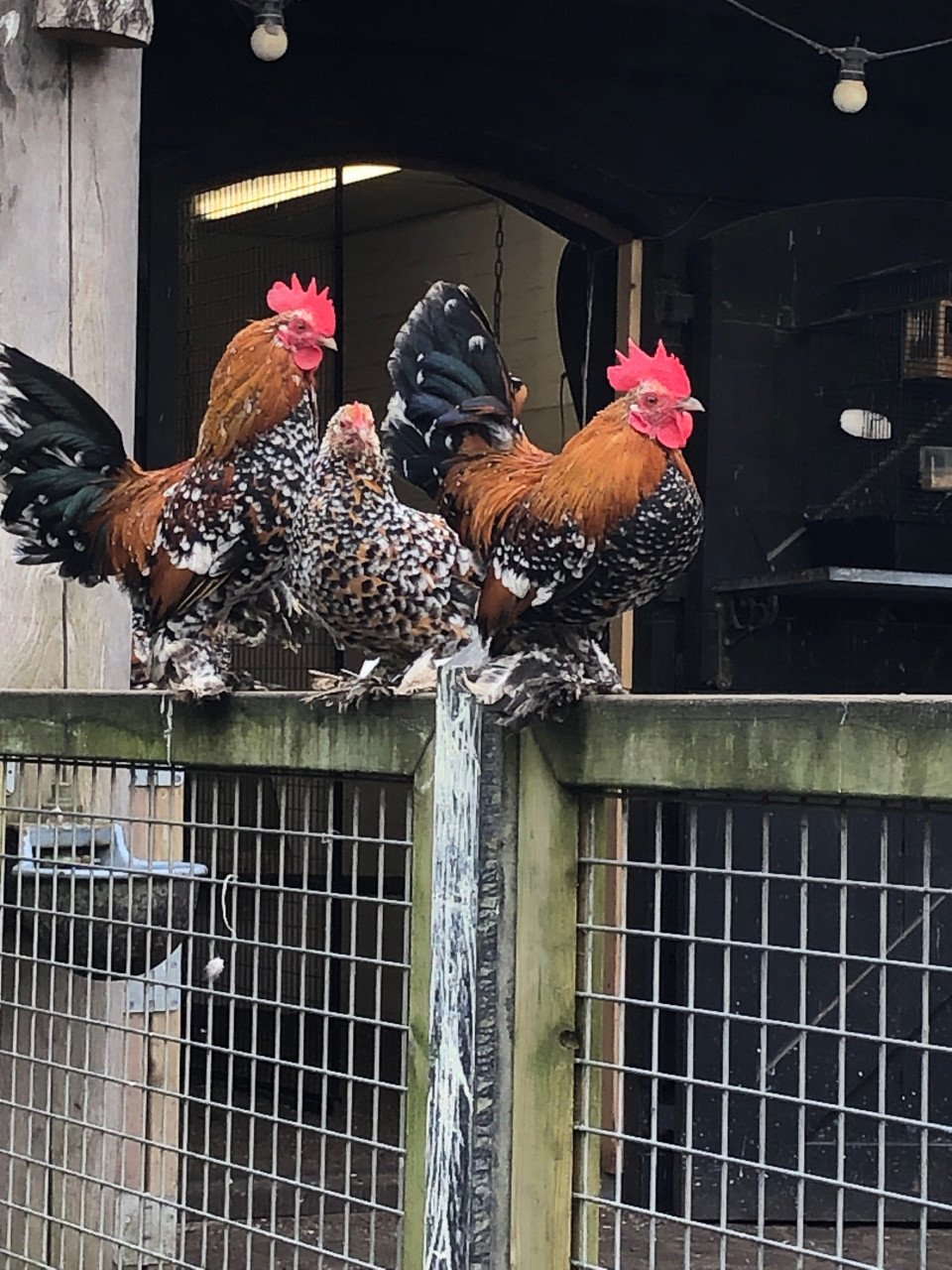 3 toompjes sabelpoot porselein