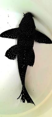 Schitterend trio L240 pleco