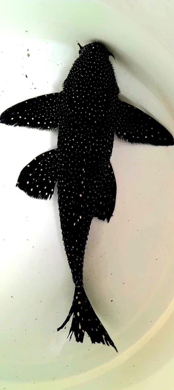Schitterend trio L240 pleco