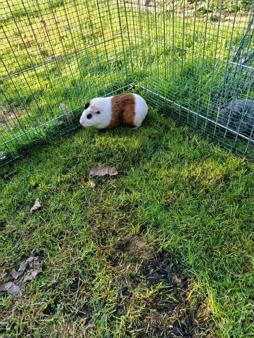 Cavia's te koop 5 zeugjes 2 beertjes