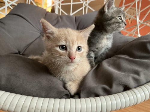 Kittens te koop