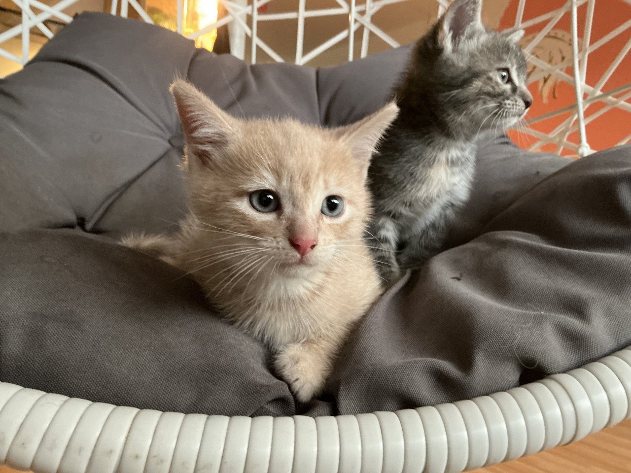 Kittens te koop