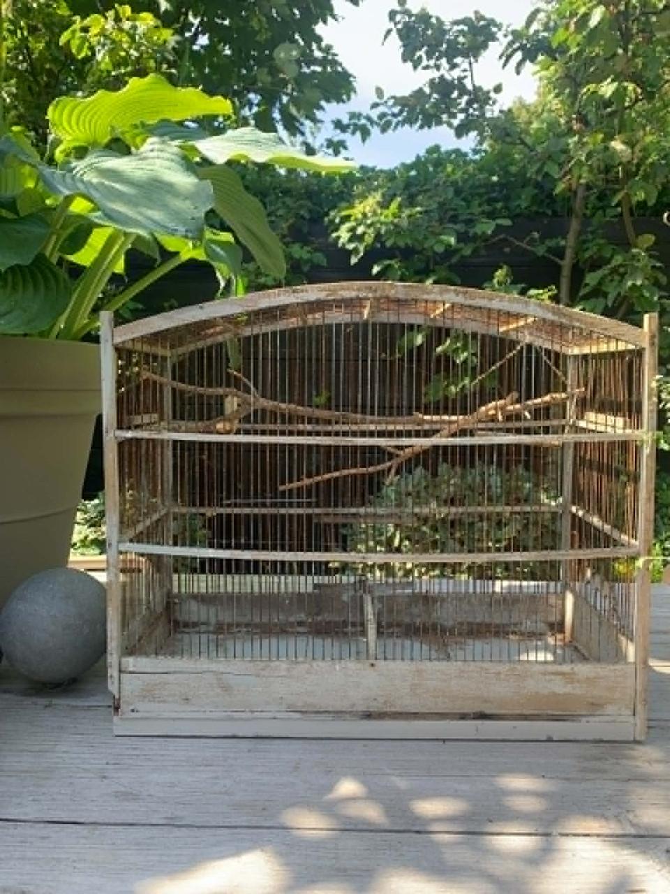 Vogelkooi