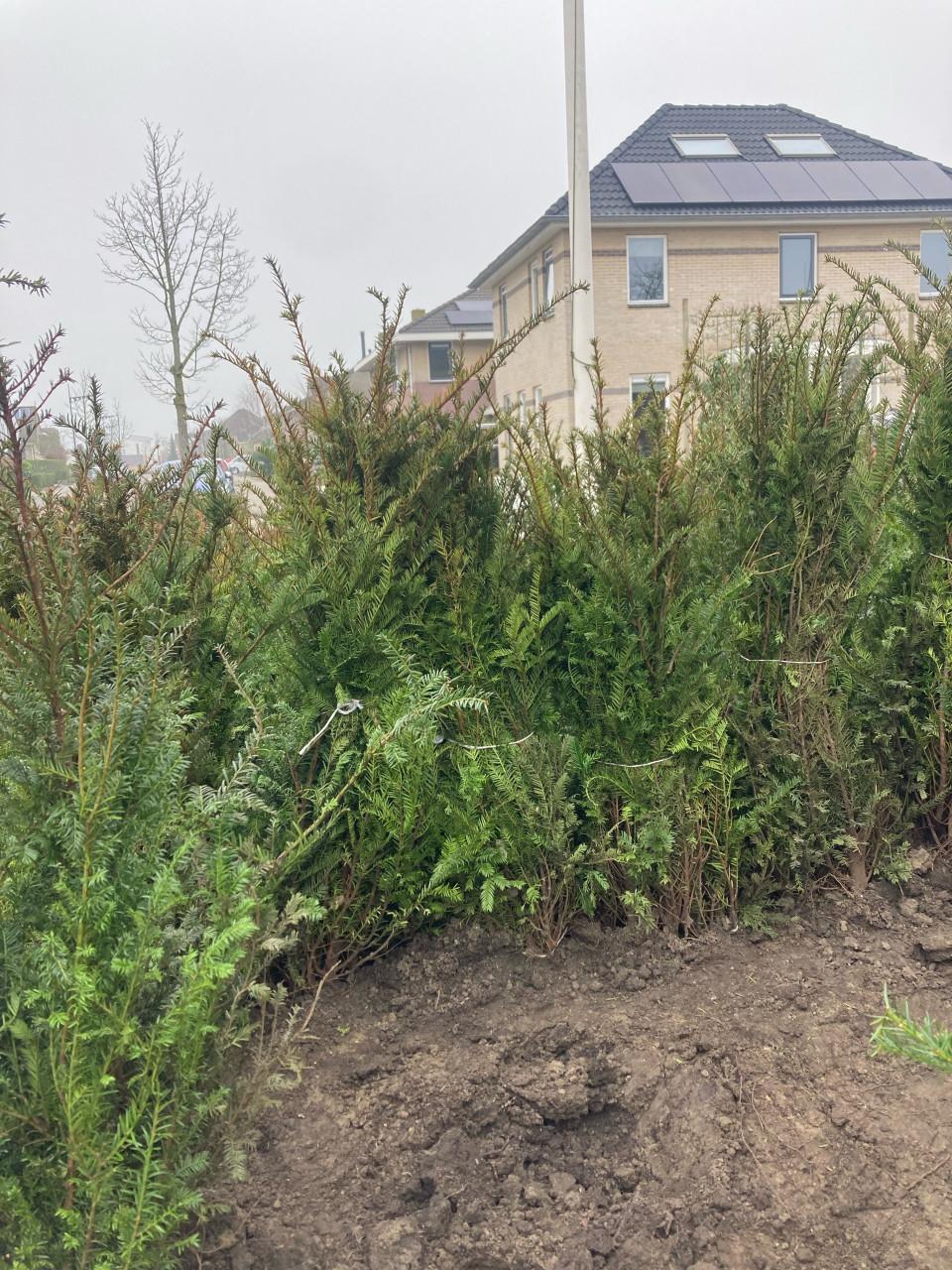 Taxussen Baccata 100 cm 170 stuks