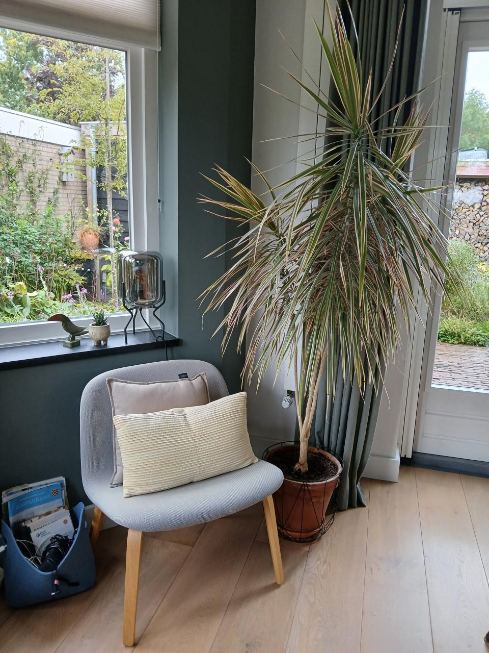 Grote kamerplant Drakenbloedboom - 185 cm