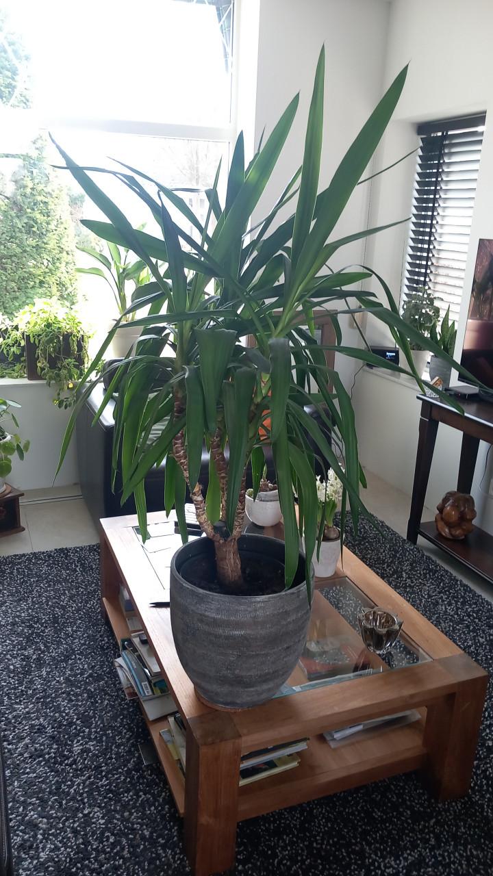 Mooie Yucca, ~130 cm hoog