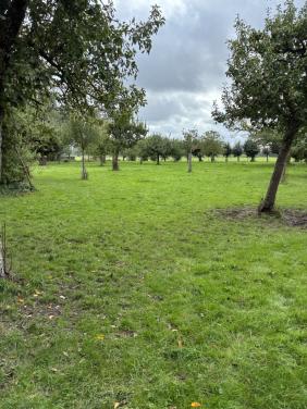 Gezocht: Weidemaatje voor Pony omgeving Arnemuiden.