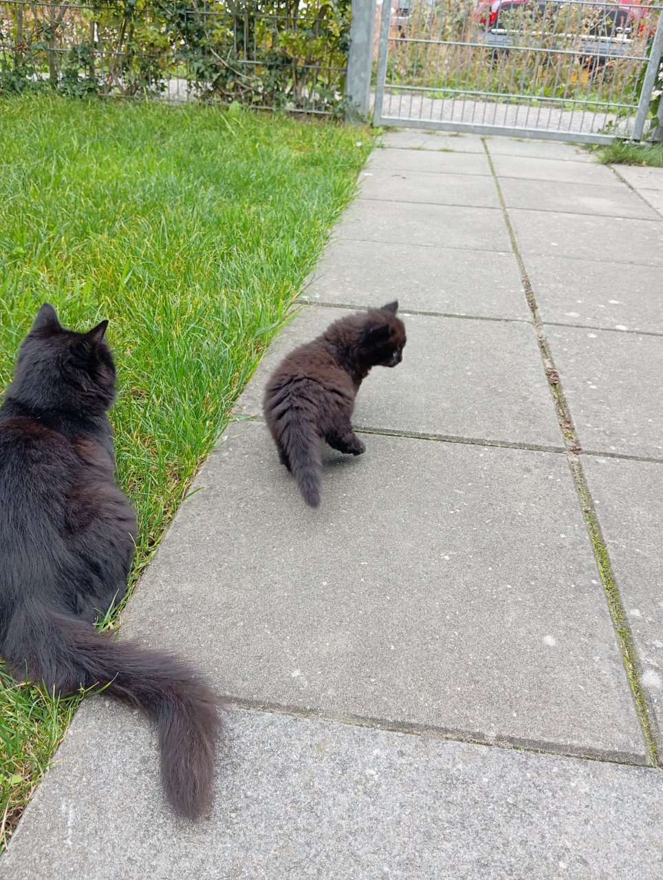 Kitten mannetje langhaar