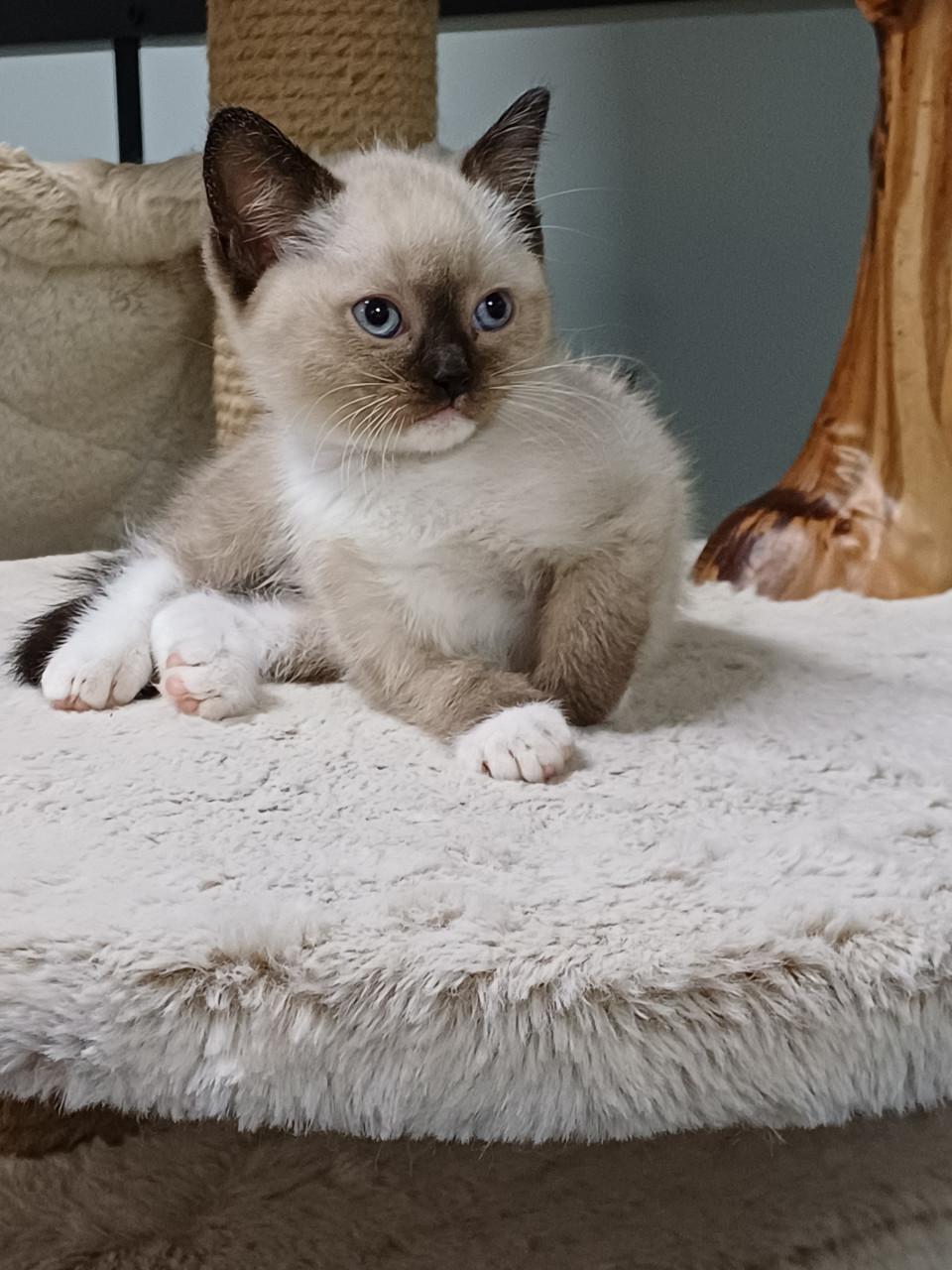 Prachtige Britse Korthaar x Ragdoll kittens beschikbaar.