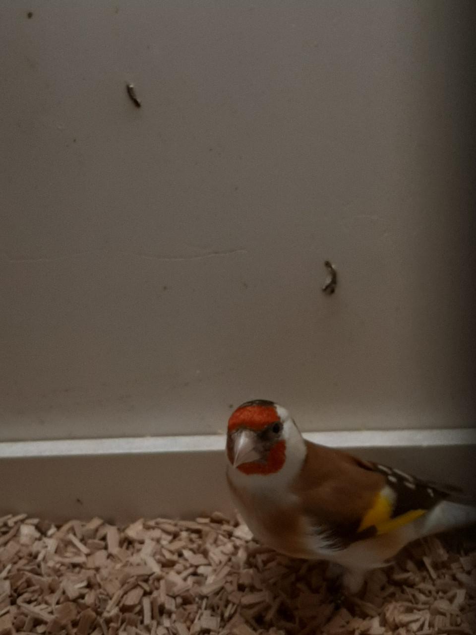 2 koppels putters en losse pop