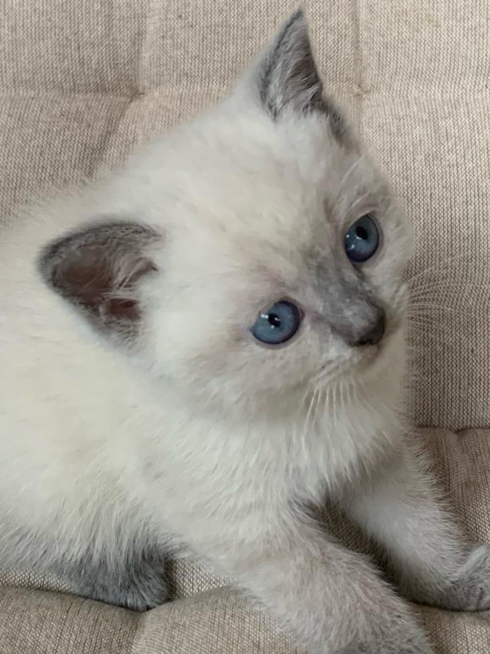 Brits Korthaar kitten blue point