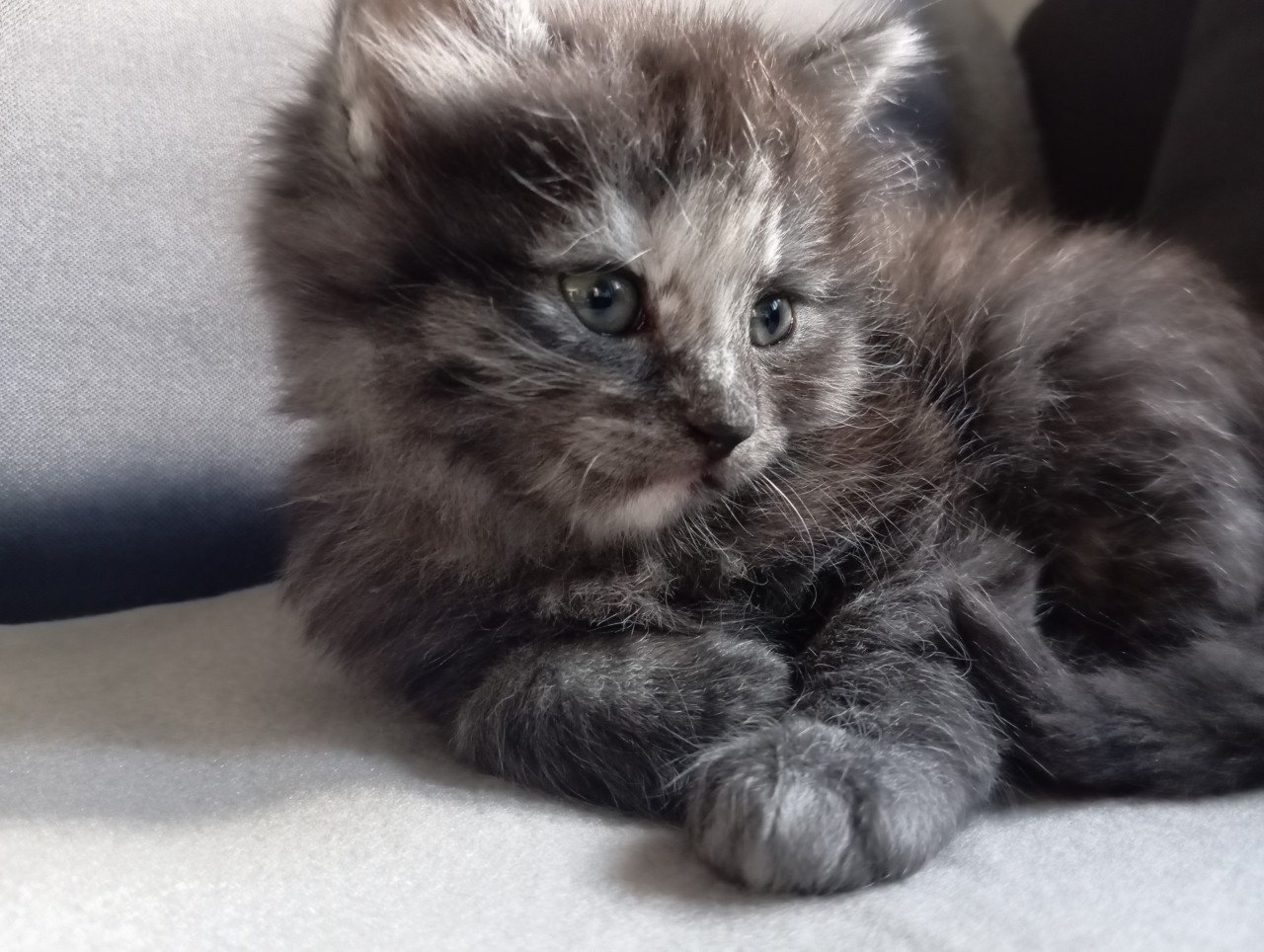 Kittens