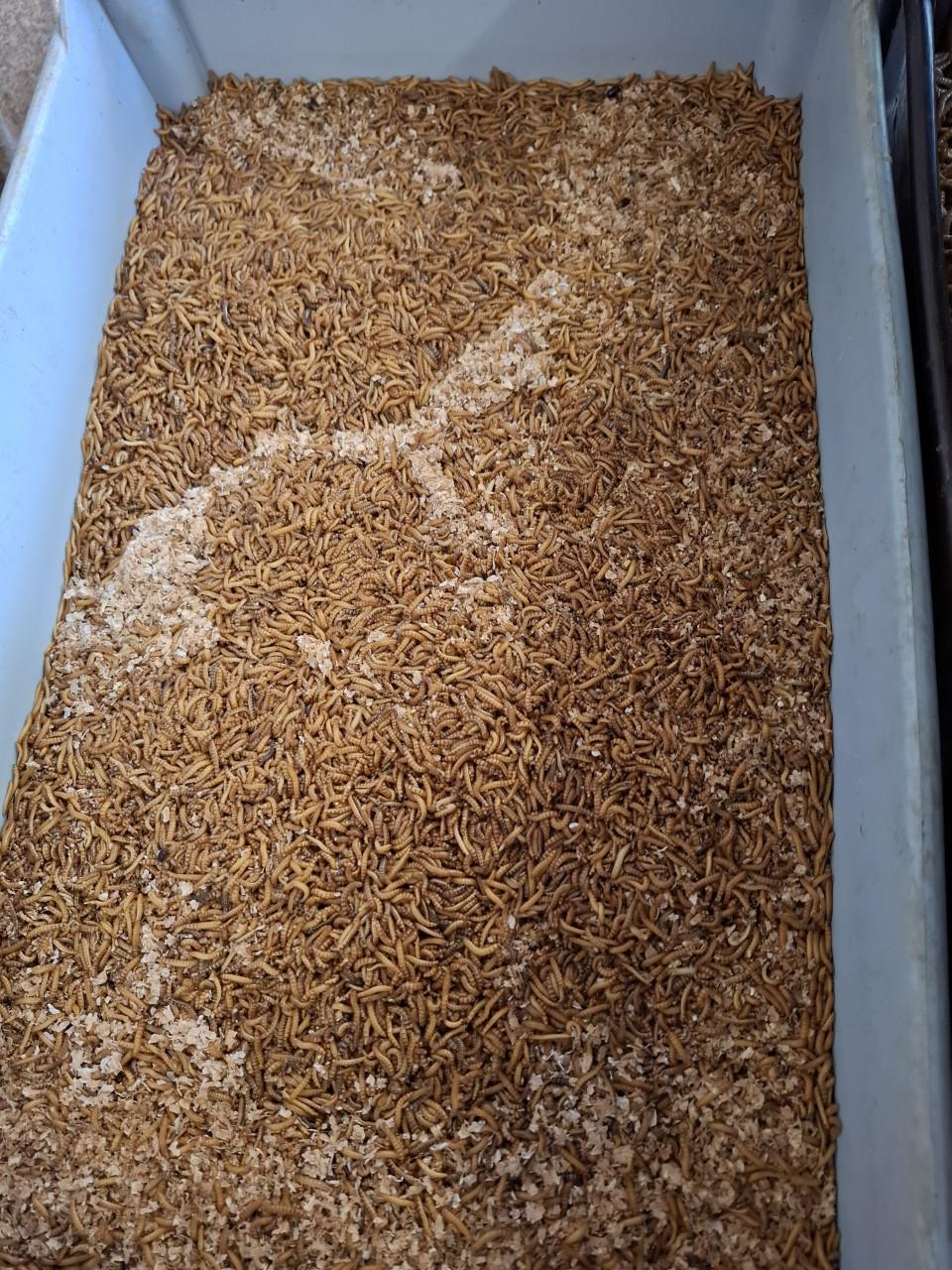 Er zijn weer vers geleverde levende meelwormen en buffalo