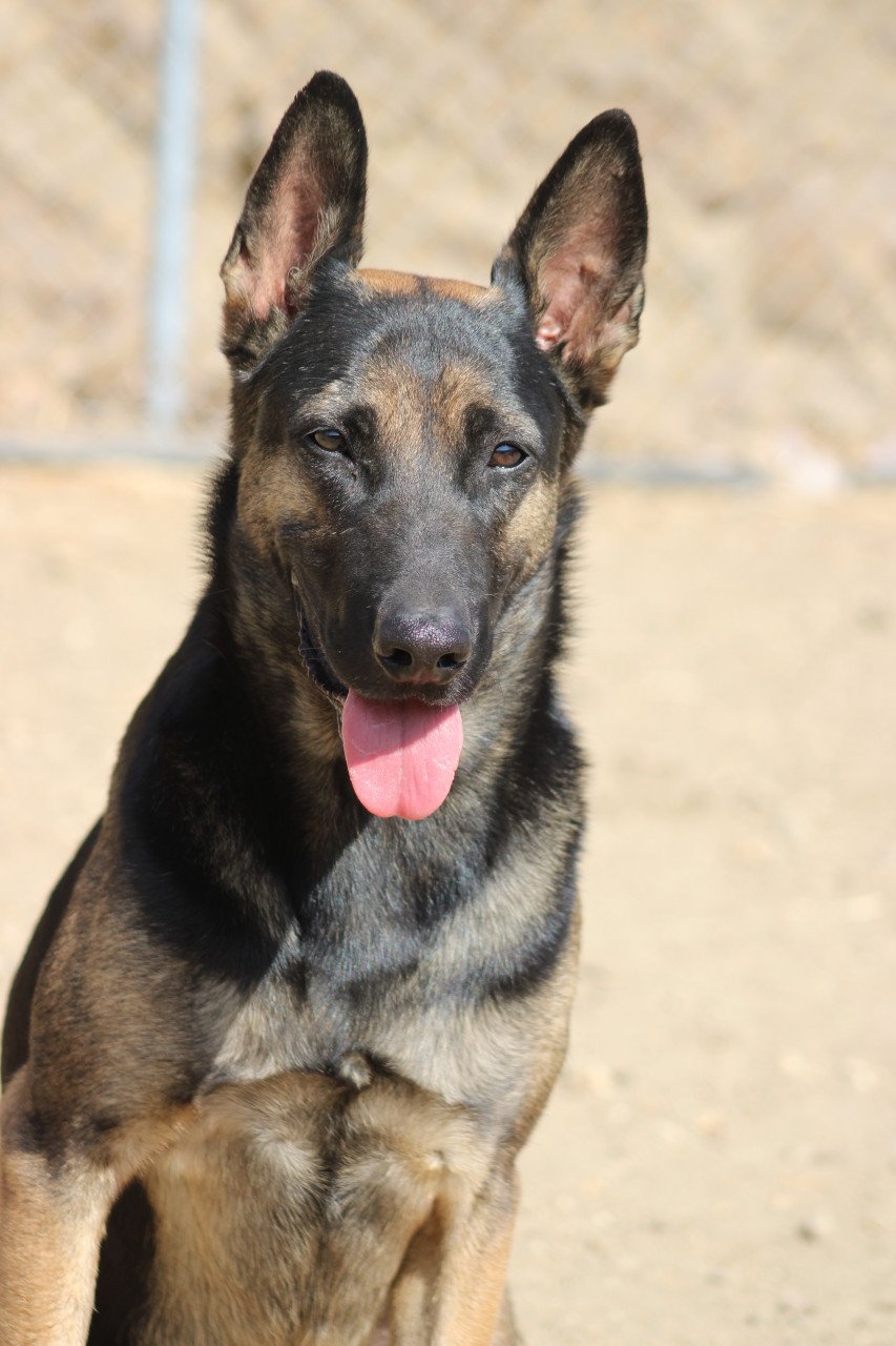 Alora Dog Rescue: Leo wacht al zo lang