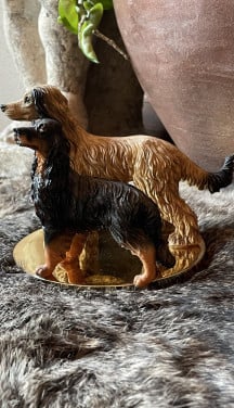 Afghaanse windhond en setter