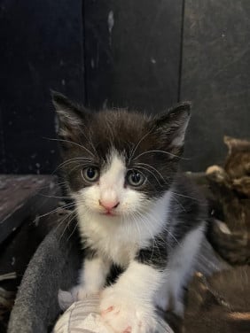 Kittens