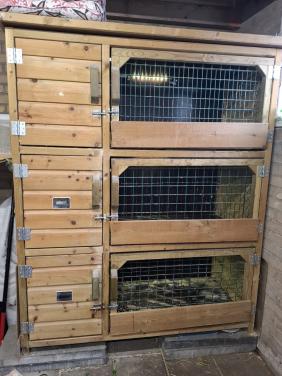 Konijnenflat ( of cavia)