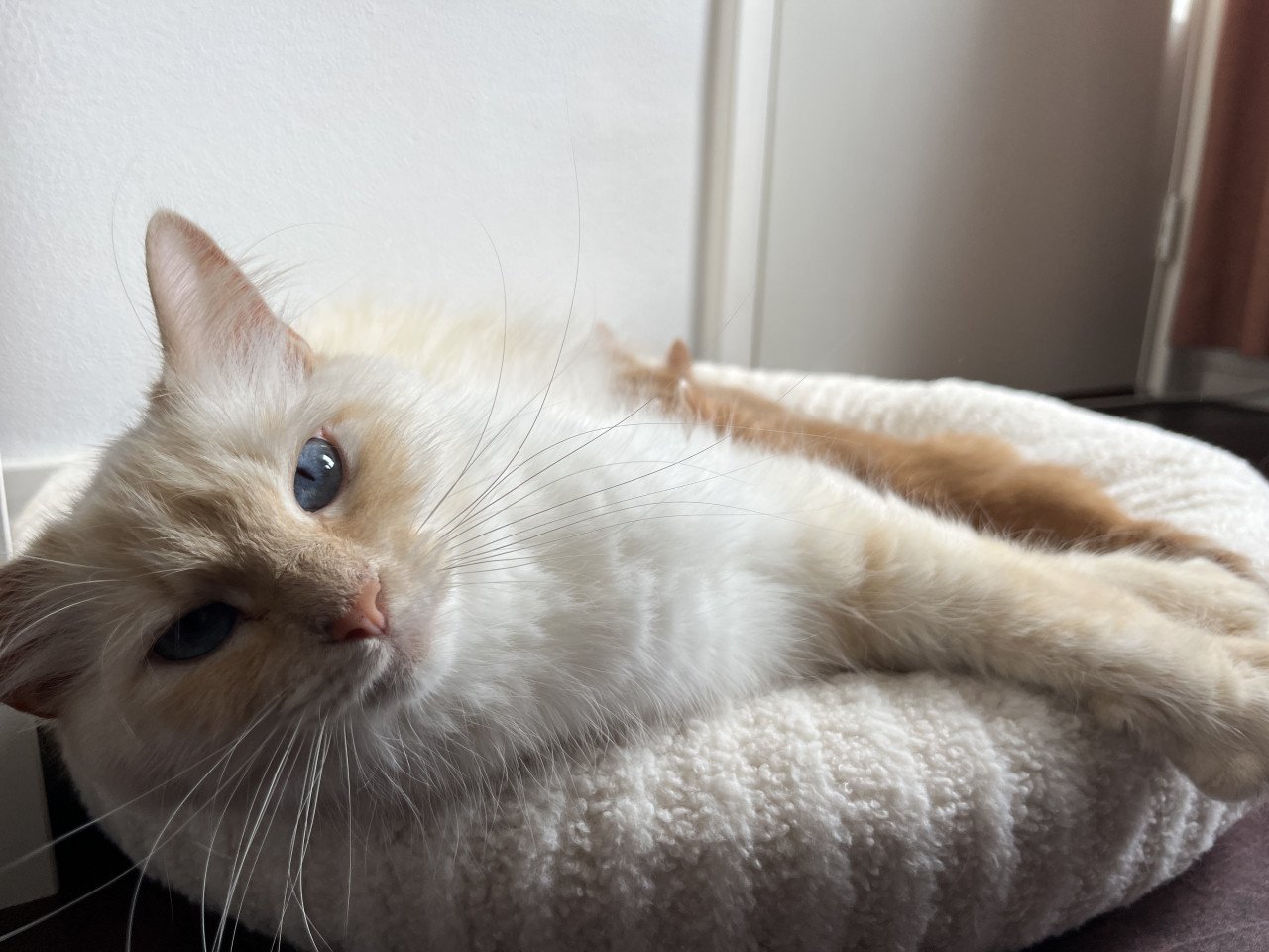 Kittens kruising 💯 Ragdoll x Rode buurtkater ️