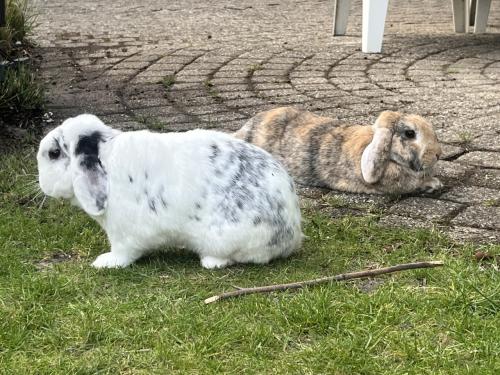 Gezocht: gecastreerde rammelaar