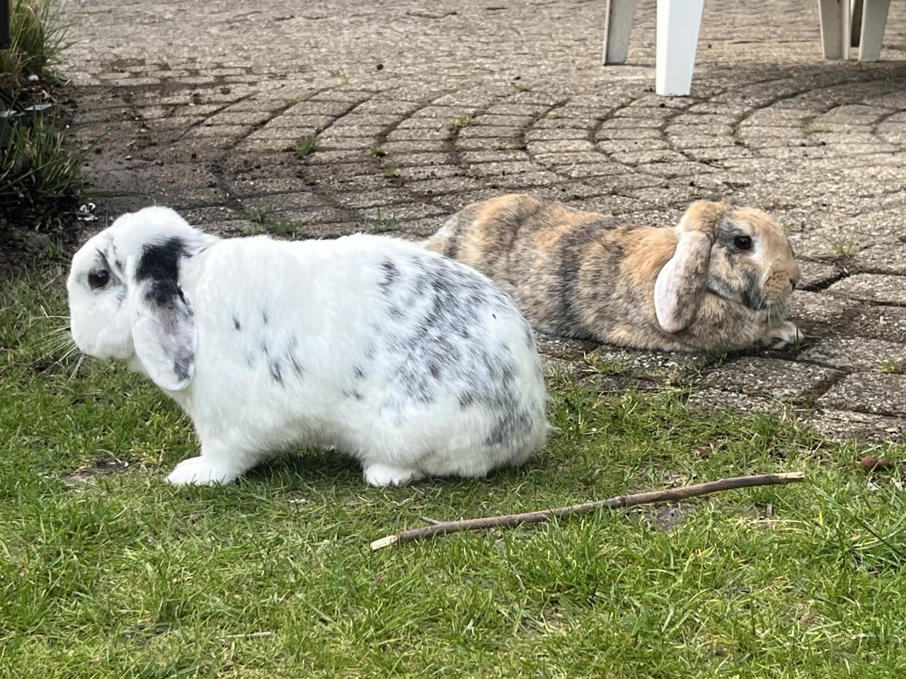 Gezocht: gecastreerde rammelaar