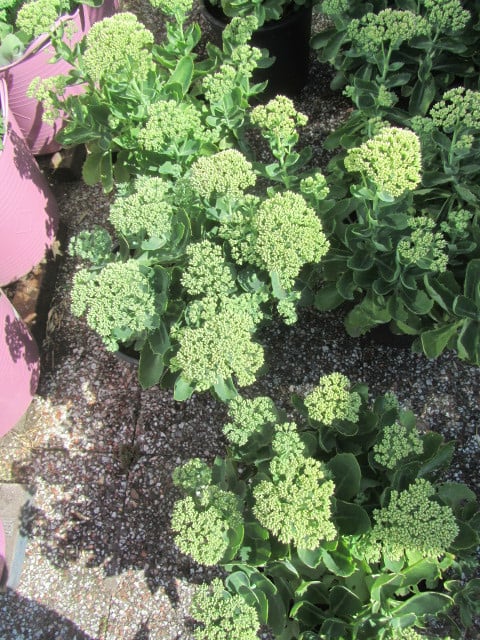 Sedum planten