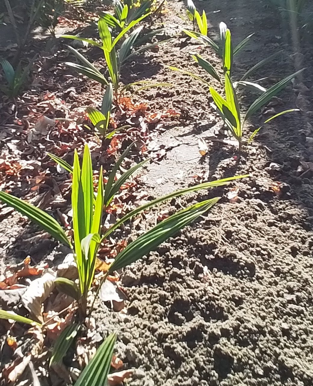 Kleine Trachycarpus Fortunei, 10 stuks voor 10 euro.