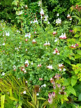 Salvia Red Lips