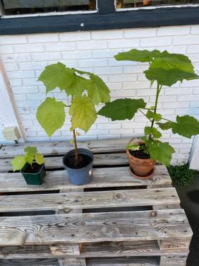 Drie kamerlindes